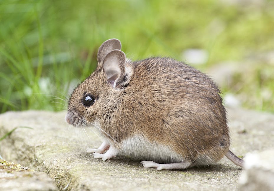 Environmental Impact of Wildlife Pest Control