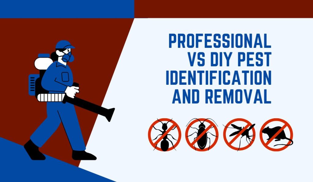Professional vs DIY Pest Identification and Removal